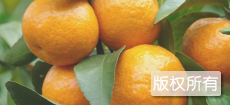 东兴皇帝果