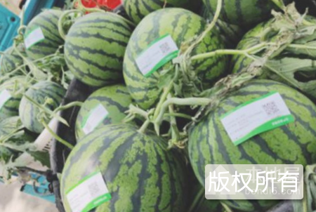 洋北西瓜